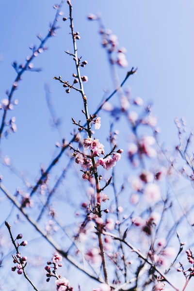 粉红色的樱花树白天

